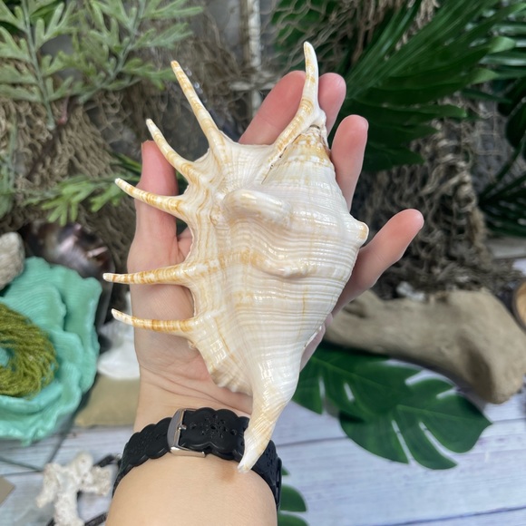 XL Spider CONCH SEASHELL Collector Display Shell nautical Decor beach coastal - Picture 13 of 16